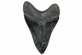 Serrated, Fossil Megalodon Tooth - South Carolina #301803-2